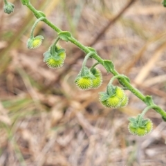 Hackelia suaveolens (Sweet Hounds Tongue) at Crace Grasslands - 16 Jan 2023 by trevorpreston