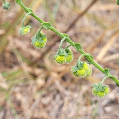 Hackelia suaveolens (Sweet Hounds Tongue) at Crace Grasslands - 16 Jan 2023 by trevorpreston
