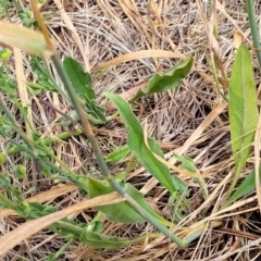 Hackelia suaveolens at Mitchell, ACT - 16 Jan 2023