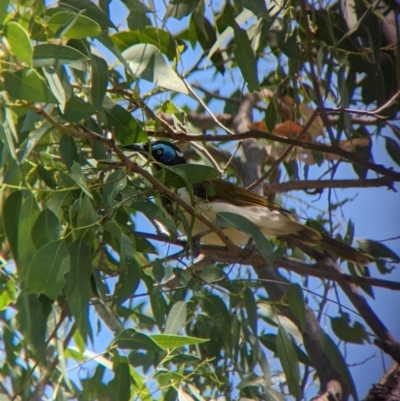 Entomyzon cyanotis (Blue-faced Honeyeater) at Young, NSW - 15 Jan 2023 by Darcy