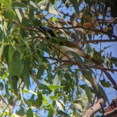 Entomyzon cyanotis at Young, NSW - 15 Jan 2023 11:37 AM