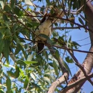 Entomyzon cyanotis at Young, NSW - 15 Jan 2023