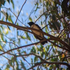 Rhipidura leucophrys (Willie Wagtail) at Young, NSW - 15 Jan 2023 by Darcy