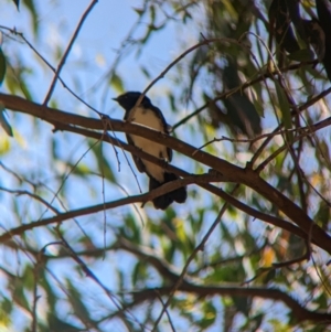 Rhipidura leucophrys at Young, NSW - 15 Jan 2023