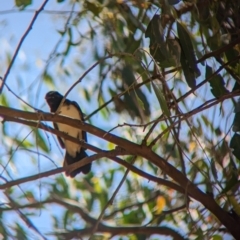 Rhipidura leucophrys at Young, NSW - 15 Jan 2023 11:43 AM