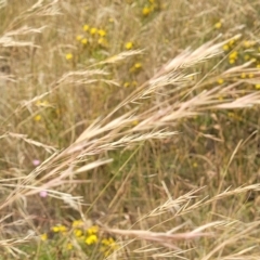 Austrostipa bigeniculata (Kneed Speargrass) at Mitchell, ACT - 16 Jan 2023 by trevorpreston