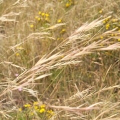 Austrostipa bigeniculata (Kneed Speargrass) at Crace Grasslands - 16 Jan 2023 by trevorpreston