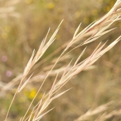 Austrostipa bigeniculata at Mitchell, ACT - 16 Jan 2023 10:51 AM