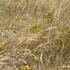 Austrostipa bigeniculata at Mitchell, ACT - 16 Jan 2023 10:51 AM