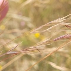 Austrostipa bigeniculata at Mitchell, ACT - 16 Jan 2023 10:51 AM