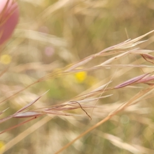 Austrostipa bigeniculata at Mitchell, ACT - 16 Jan 2023