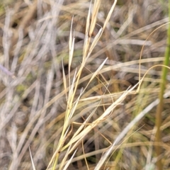 Austrostipa scabra (Corkscrew Grass, Slender Speargrass) at Mitchell, ACT - 16 Jan 2023 by trevorpreston