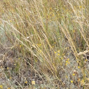 Austrostipa scabra at Mitchell, ACT - 16 Jan 2023 10:47 AM