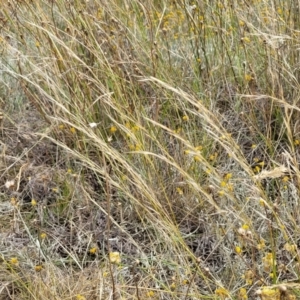 Austrostipa scabra at Mitchell, ACT - 16 Jan 2023 10:47 AM