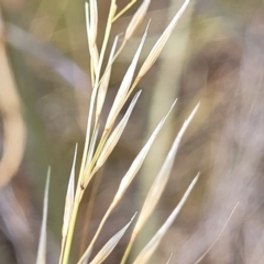 Austrostipa scabra at Mitchell, ACT - 16 Jan 2023 10:47 AM