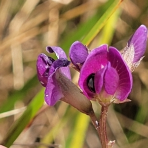 Glycine tabacina at Mitchell, ACT - 16 Jan 2023