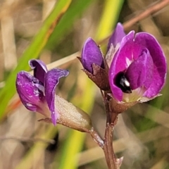 Glycine tabacina at Mitchell, ACT - 16 Jan 2023