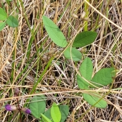 Glycine tabacina at Mitchell, ACT - 16 Jan 2023