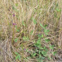 Glycine tabacina at Mitchell, ACT - 16 Jan 2023 10:38 AM