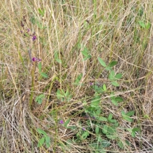 Glycine tabacina at Mitchell, ACT - 16 Jan 2023