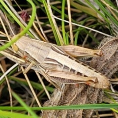Praxibulus sp. (genus) (A grasshopper) at Crace Grasslands - 15 Jan 2023 by trevorpreston