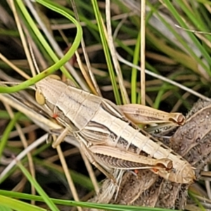 Praxibulus sp. (genus) at Mitchell, ACT - 16 Jan 2023