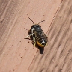 Pseudoanthidium (Immanthidium) repetitum (African carder bee) at Cook, ACT - 13 Jan 2023 by Tammy