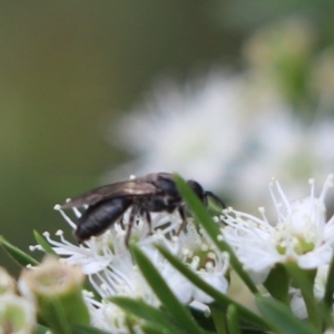 Euryglossa sp. (genus) at Cook, ACT - 15 Jan 2023