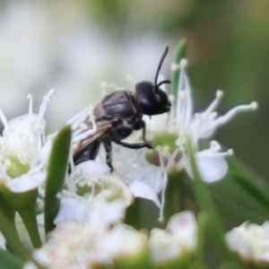 Euryglossa sp. (genus) at Cook, ACT - 15 Jan 2023