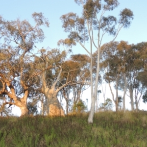 Eucalyptus rossii at Melrose - 15 Oct 2022 06:14 PM