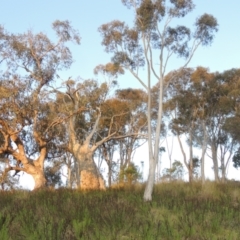 Eucalyptus rossii (Inland Scribbly Gum) at Theodore, ACT - 15 Oct 2022 by michaelb