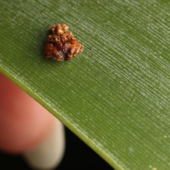 Arkys alticephala at Acton, ACT - 15 Jan 2023 12:53 PM