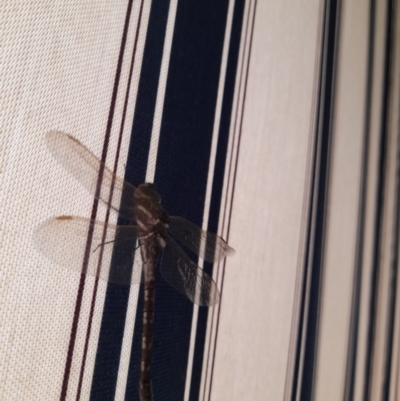 Adversaeschna brevistyla (Blue-spotted Hawker) at Holt, ACT - 16 Jan 2023 by VanceLawrence