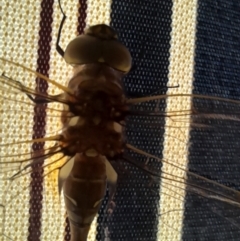 Adversaeschna brevistyla at Holt, ACT - 16 Jan 2023 08:30 AM