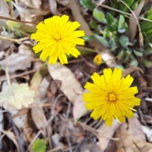 Leontodon saxatilis at Cook, ACT - 14 Jan 2023