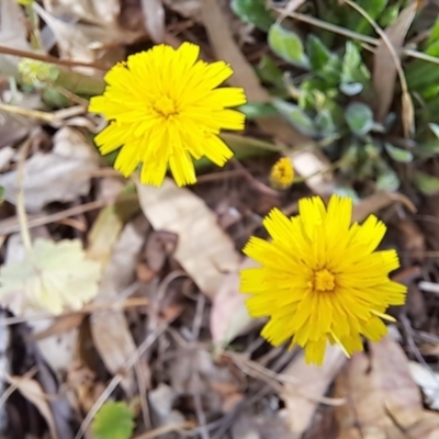 Leontodon saxatilis (Lesser Hawkbit, Hairy Hawkbit) at Cook, ACT - 14 Jan 2023 by SarahHnatiuk