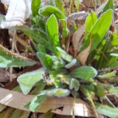 Leontodon saxatilis at Cook, ACT - 14 Jan 2023