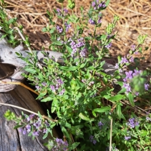 Mentha diemenica at Molonglo Valley, ACT - 13 Jan 2023