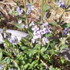 Mentha diemenica at Molonglo Valley, ACT - 13 Jan 2023 09:36 AM