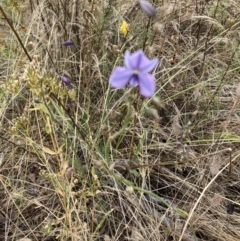 Arthropodium fimbriatum (Nodding Chocolate Lily) at Federal Golf Course - 15 Jan 2023 by Jenny54