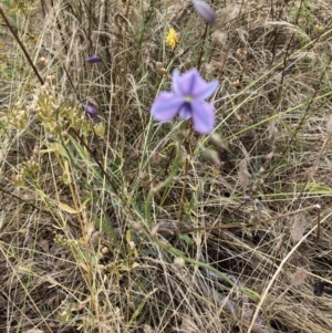 Arthropodium fimbriatum at Federal Golf Course - 16 Jan 2023 09:53 AM