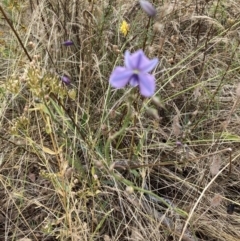 Arthropodium strictum (Chocolate Lily) at Red Hill, ACT - 15 Jan 2023 by Jenny54