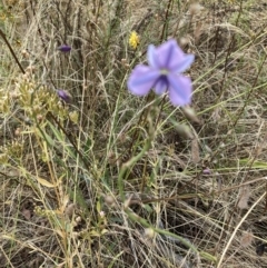 Arthropodium fimbriatum at Federal Golf Course - 16 Jan 2023