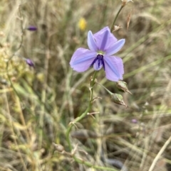 Arthropodium fimbriatum at Federal Golf Course - 16 Jan 2023