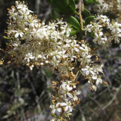 Bursaria spinosa subsp. lasiophylla (Australian Blackthorn) at The Pinnacle - 11 Jan 2023 by pinnaCLE