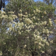Bursaria spinosa subsp. lasiophylla at Hawker, ACT - 11 Jan 2023