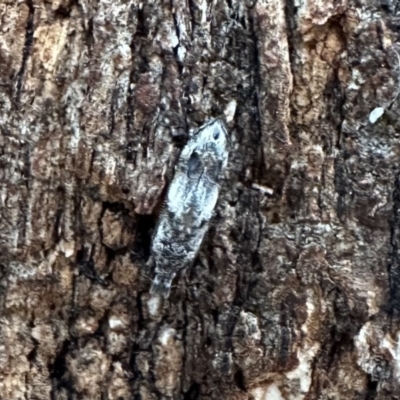 Unidentified Tortricid moth (Tortricidae) at Ainslie, ACT - 15 Jan 2023 by Pirom