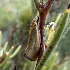 Telocharacta metachroa (A concealer moth) at Kosciuszko National Park - 9 Jan 2023 by Pirom