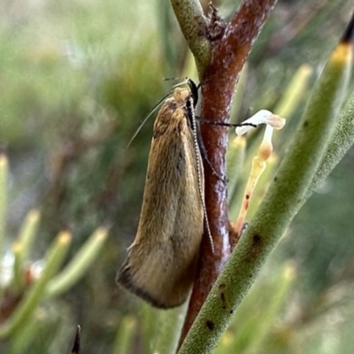 Telocharacta metachroa (A concealer moth) at Kosciuszko National Park - 9 Jan 2023 by Pirom