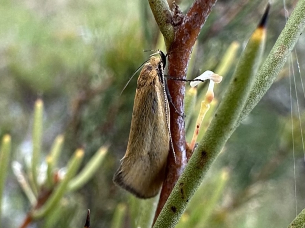 Telocharacta metachroa at Jagungal Wilderness, NSW - 9 Jan 2023